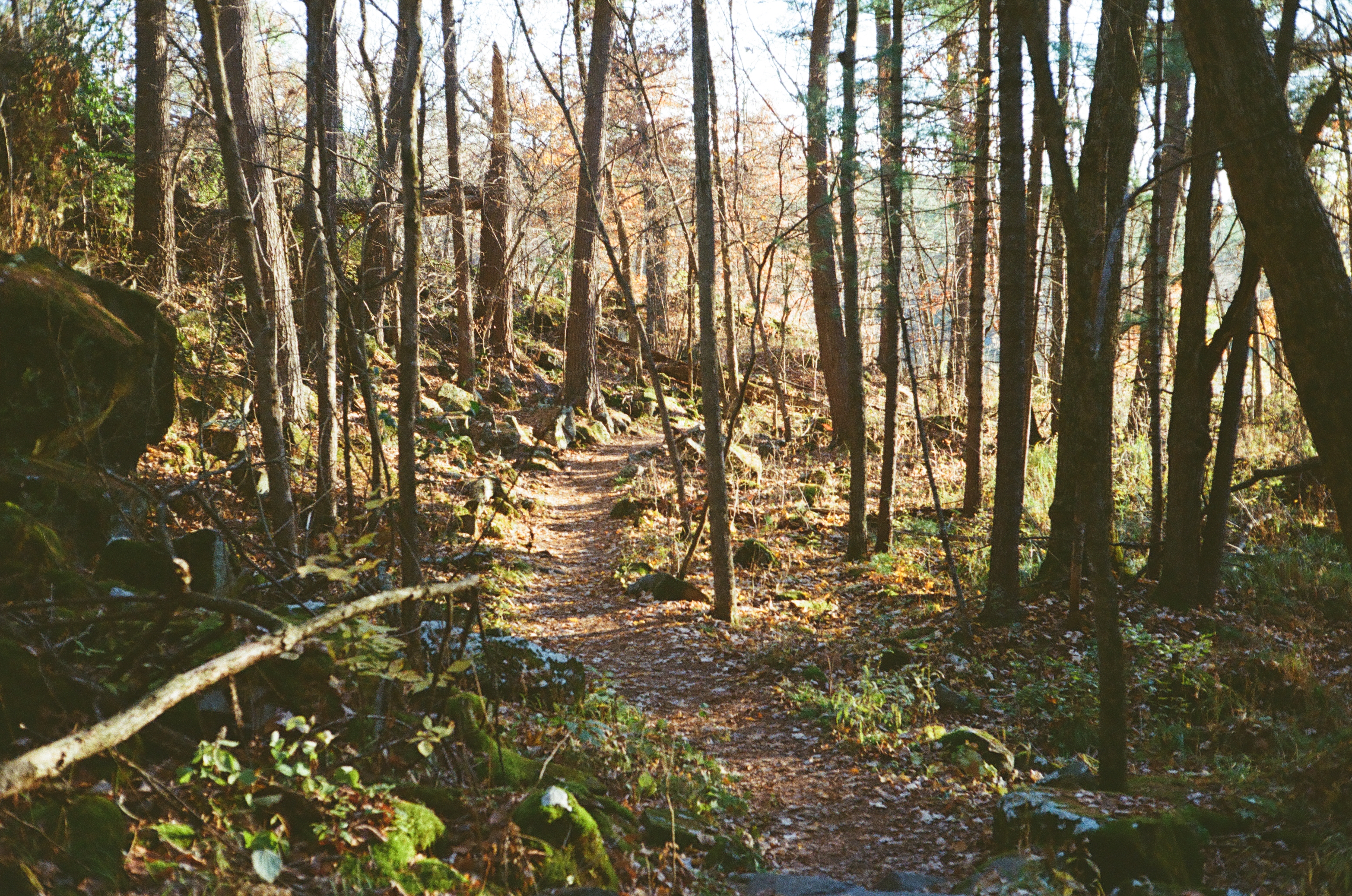 Interstate State Park, St Croix Falls WI - Mossy Trail